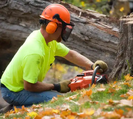 tree services Sebeka